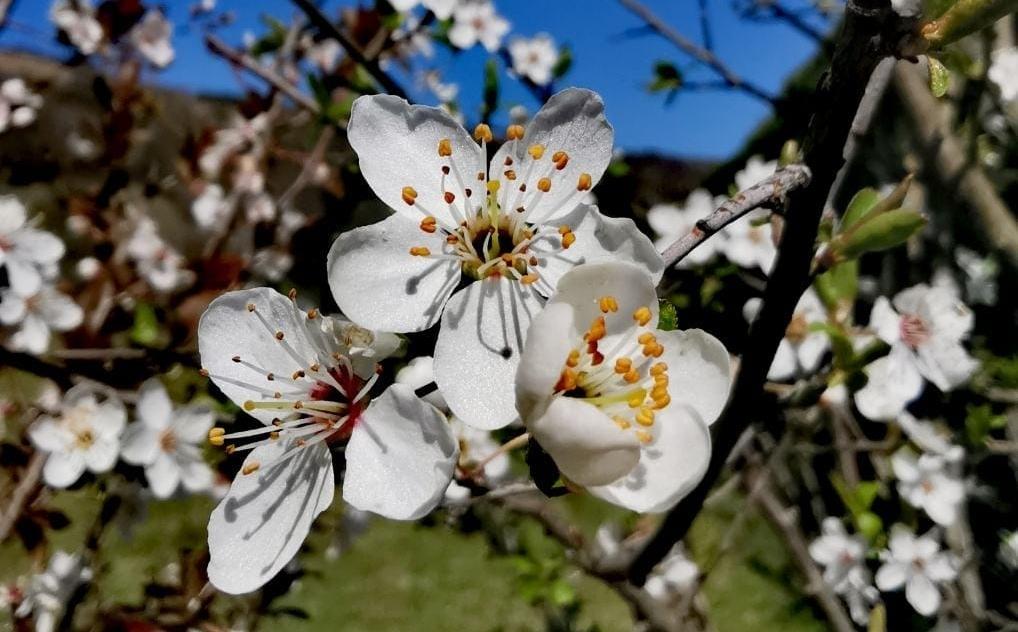 fleur de Cassis